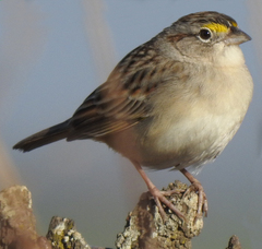 Ammodramus humeralis