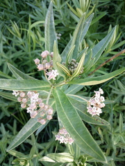 Asclepias mexicana
