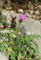 Carduus defloratus