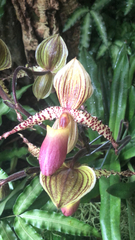 Paphiopedilum