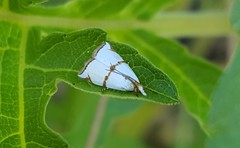 Argyria croceivittella