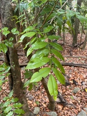 Andira inermis