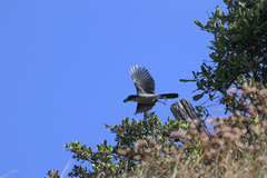 Aphelocoma insularis