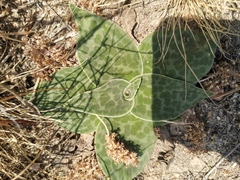 Ledebouria ovatifolia