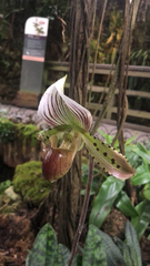 Paphiopedilum