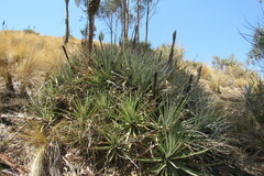 Puya
