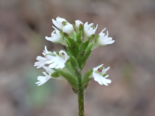 Image of Holothrix mundii by (c) Ren Hoekstra, some rights reserved (CC BY)