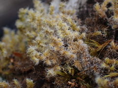 Racomitrium