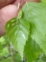 Euceraphis betulae