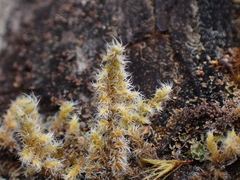 Racomitrium