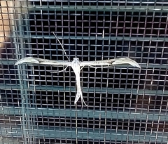 Hellinsia homodactylus