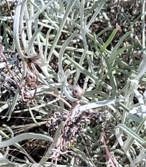 Senecio flaccidus