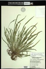 Carex laxiculmis copulata