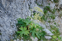 Heracleum sphondylium pyrenaicum
