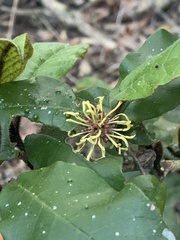 Trichocladus crinitus