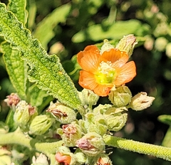 Sphaeralcea angustifolia