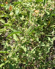 Sphaeralcea angustifolia