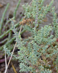 Juniperus macrocarpa