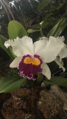 Cattleya trianae