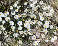 Melampodium leucanthum