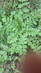 Erodium moschatum