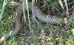 Masticophis flagellum testaceus