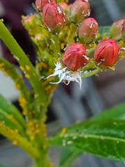 Cryptolaemus
