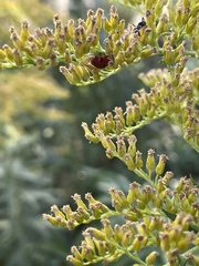 Coccinellinae