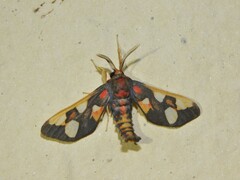 Anapisa histrio