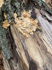 Neoantrodia serialis