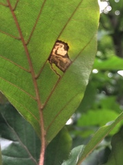 Stigmella tityrella