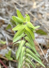 Euphorbia lathyris