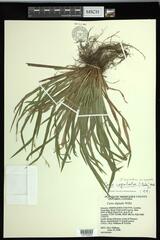 Carex laxiculmis copulata