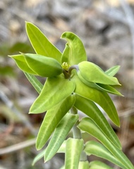 Euphorbia lathyris