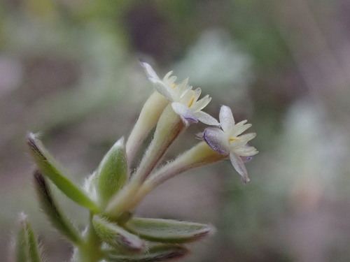 Image of Gnidia nodiflora by (c) Ren Hoekstra, some rights reserved (CC BY)