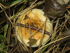 Lactarius acerrimus