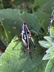 Sphenarium