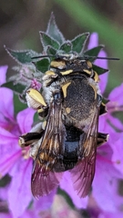 Anthidium florentinum