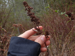 Spiraea douglasii