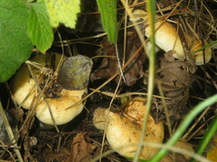 Lactarius acerrimus