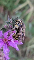 Anthidium florentinum