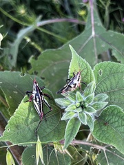 Sphenarium