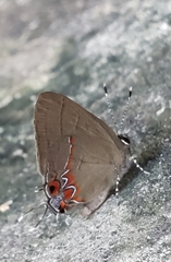 Calycopis isobeon