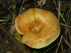 Lactarius acerrimus