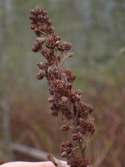Spiraea douglasii