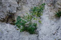 Thalictrum macrocarpum