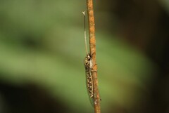 Ameropterus versicolor