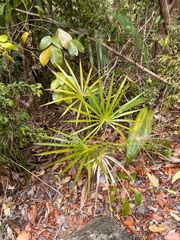 Coccothrinax alta