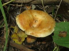 Lactarius acerrimus