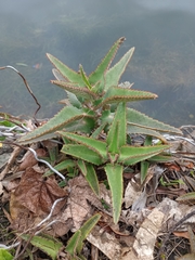 Kalanchoe daigremontiana
